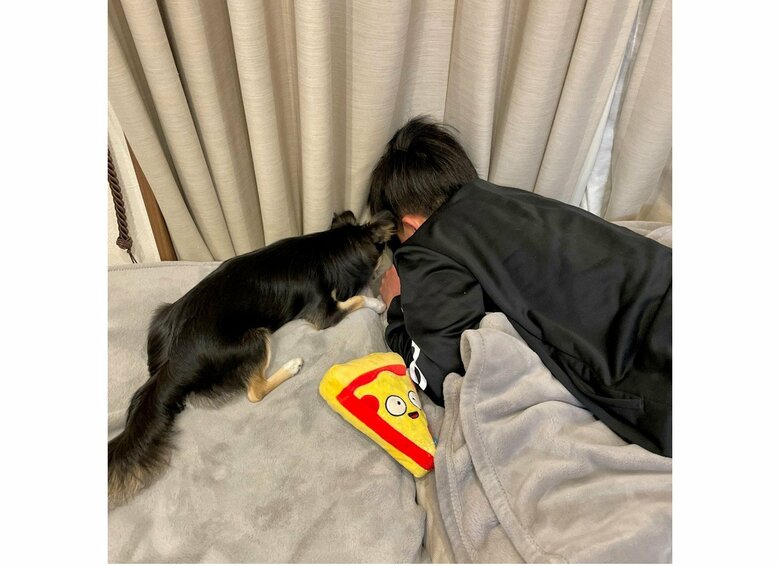 真ん中に映っているのがピザ型のおもちゃ（提供：チワワのごまじろーさん）