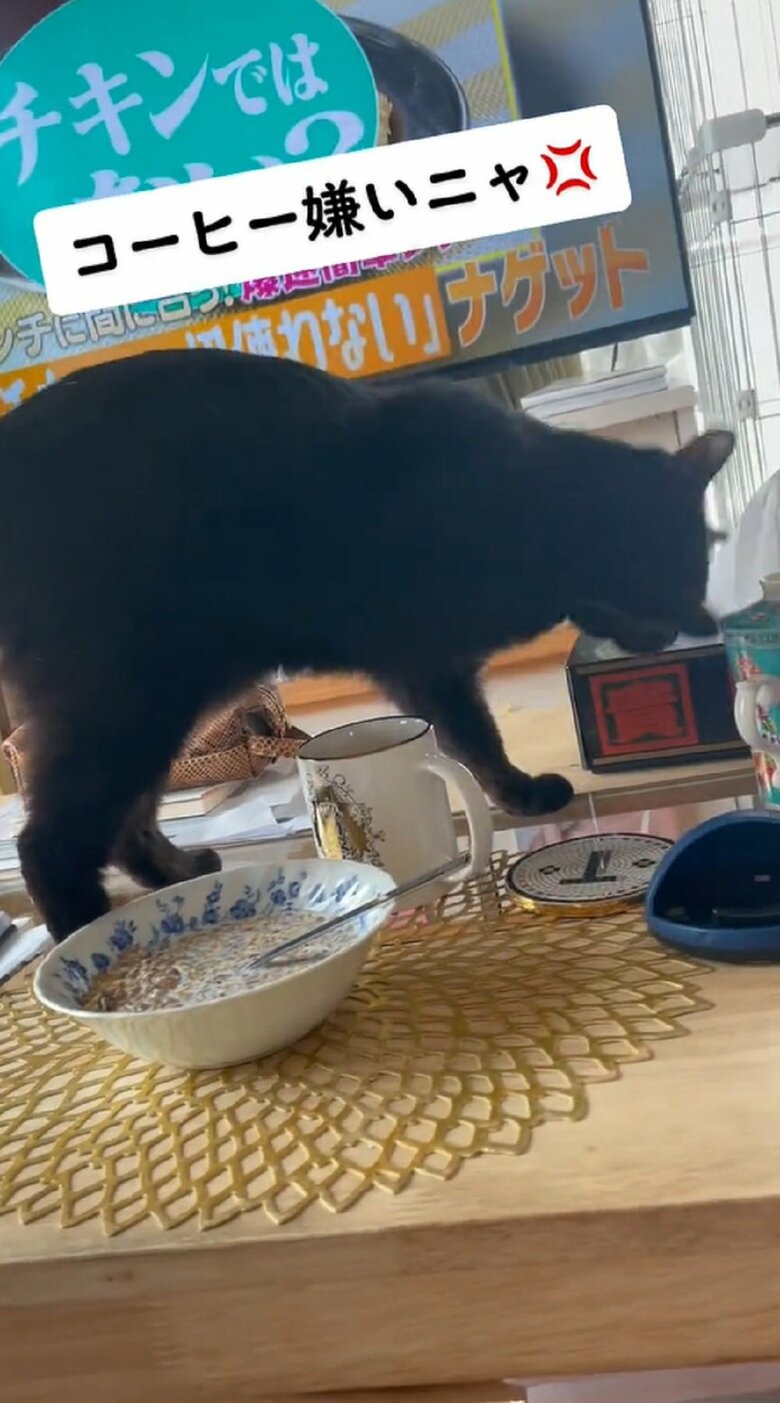 コーヒー嫌いニャ