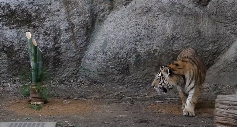 いや、それでも気になる様子