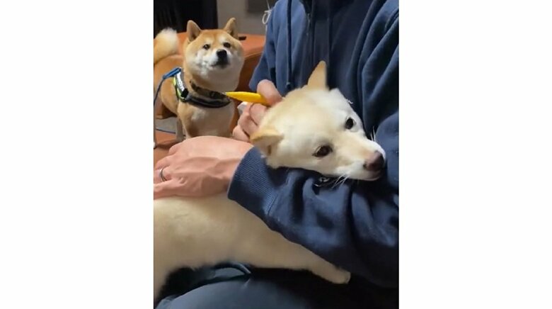 場所を移動して訴える豆千代くん