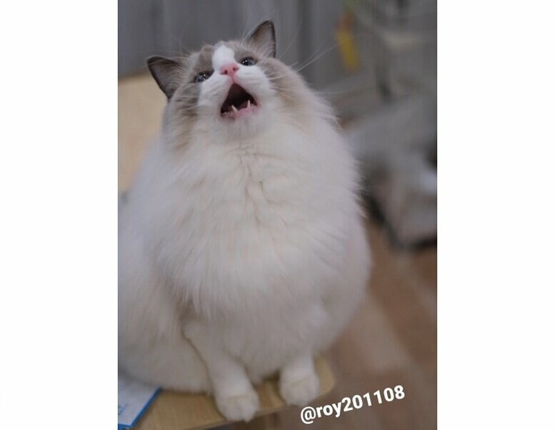 もふもふ合唱団（提供：ロイくん@roy201108さん）