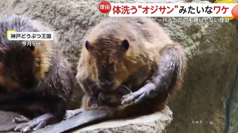 まるで体を洗うオジサンのように見えるビーバーたち