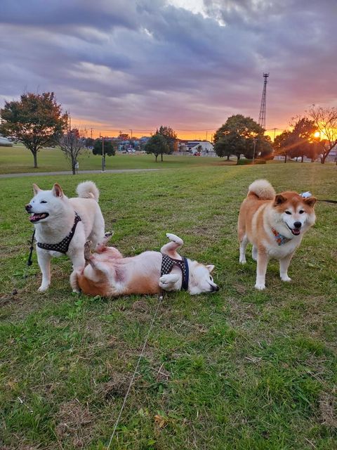 提供：柴犬ななさん