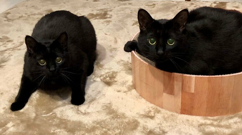 黒猫とOLさんがボールを持つと狩猟モードに