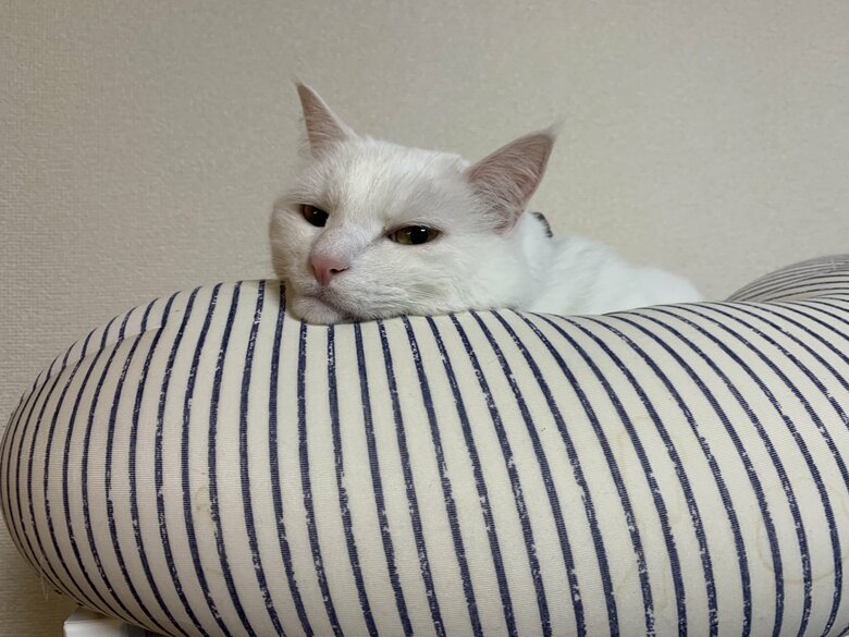 提供：ハク様