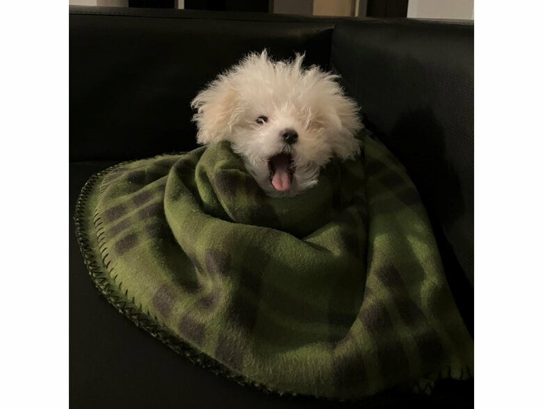 提供：白く、柔らかな犬さん