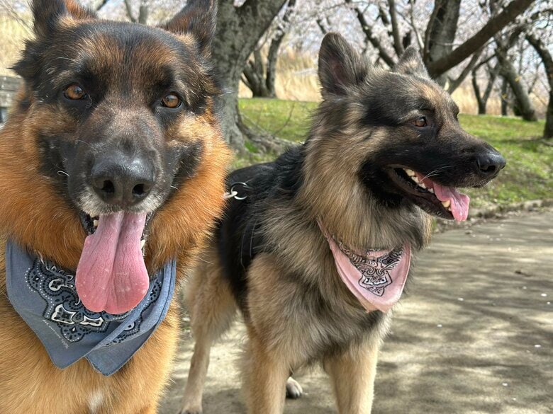 提供：Tobi and Bobi シェパード兄弟犬さん