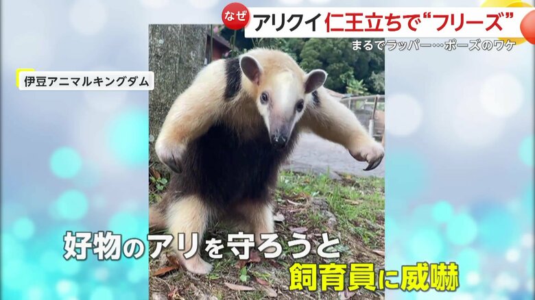好物のアリを守ろうと飼育員に向かって威嚇をするイフちゃん