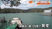 高知・浦ノ内湾で何が？養殖マダイなど3万5221匹が「原因不明」の大量死　海からのSOSに向き合う