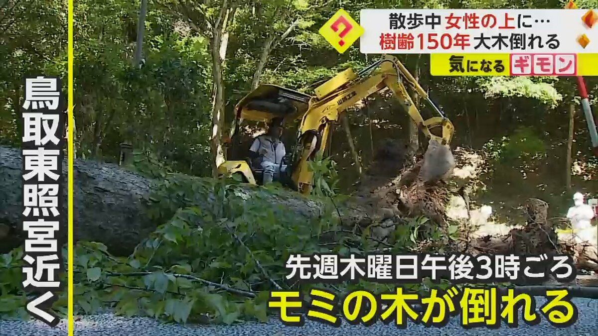 樹齢150年】「木の中から人を…」高さ10m、太さ1.7m モミの木が倒れ