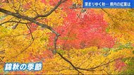 紅葉散歩　水面に映る夜のもみじ　ドローンで空から彩りの饗宴を楽しむ【広島発】