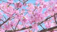 早咲きの『河津桜』約150本が見頃！ 満開の時期が長いのが特長！ 山口県上関町・城山歴史公園