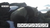 富士山よりも高い場所でジャイアントパンダを撮影　標高4120メートルのユキヒョウの生息地に現れる　中国・四川省