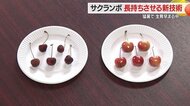 収穫から67日後も“採れたて”　新技術でサクランボの保存期間延長　ガスが実現する新たな可能性【山形発】