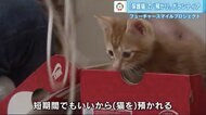 保護猫の命つなぐ「一時預かり」　高齢飼い主に“保証人”の仕組みも…保護ボランティアの負担解消へ【広島発】