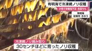 有明海全域で「色落ち」懸念…冷凍網ノリ摘み取り始まる 海の栄養塩不足・赤潮発生の影響【佐賀県】