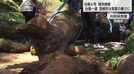 台風6号による強風で保育園で倒木　台風一過で県内８地点で今年一番の暑さに