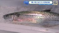 プロがすすめる旬の魚「サワラ」　冬が旬！脂が乗って安い！刺身、焼き魚、しゃぶしゃぶでも
