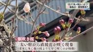 【福島県・3月26日の天気】一番桜が開花！？　あすの雨は…サクラ開花を促すフラワーレインに