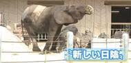 「新しい日陰」にゾウの親子もお気に入り　新たな暑さ対策　遮光ネットの日よけ設置　広島市安佐動物公園
