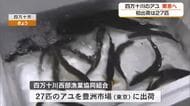 四万十川の天然アユ、東京の豊洲市場に初出荷