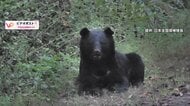 首都圏でクマ出没相次ぐ　日光の“紅葉クマ”に観光客「正直怖い」　神奈川ベッドタウン秦野でも　付近の小学校は集団下校に