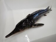 大豆イソフラボンでチョウザメの“メス化”に成功…キャビアの量産化はもうすぐ? 課題を近畿大学に聞いた