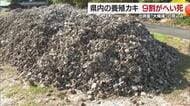 愛媛の養殖カキが２大産地で概算９割死ぬ　ほとんど広島から仕入れ「原因は不明」出荷は２割未満か【愛媛】