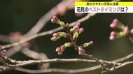 「開花」はお預けも桜の季節はもう目の前…満開予想は松江4月3日、鳥取4月5日