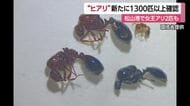 特定外来生物「ヒアリ」“女王”２匹も発見　松山で“緊急の拡散防止措置”新たに約１３３０匹【愛媛】