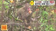 「私らの手には負えん」 サルの被害が東予で拡大 捕獲数・被害額ともに増加 現状と対策は…【愛媛】