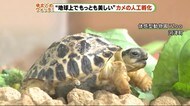 「地球上で最も美しいリクガメ」人工孵化に成功!
