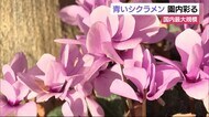 珍しい「青いシクラメン」が見頃 甘い香りとともに 浜松市