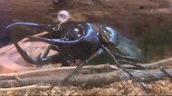 “カブトムシ”や“クワガタ”大集合 広島市「こんちゅう館」