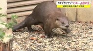 カナダカワウソ「リッキー」釧路に里帰り 盛岡市動物公園でお別れ会<岩手県>