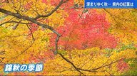 紅葉散歩　水面に映る夜のもみじ　ドローンで空から彩りの饗宴を楽しむ【広島発】
