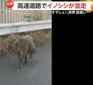 「えーうそでしょ！怖い！」高速道路にまさかのイノシシ…チョコチョコ歩きから突然全速力ダッシュで車に並走　福岡・北九州市