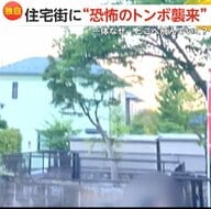 【独自】「うわーやばい気持ち悪い」住宅街に“恐怖のトンボ襲来”　空を覆い尽くす異様な黒いツブ…気流で流され合流か　福島・郡山市