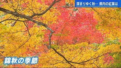 紅葉散歩　水面に映る夜のもみじ　ドローンで空から彩りの饗宴を楽しむ【広島発】