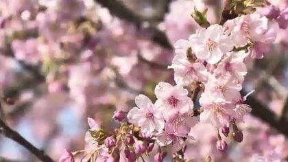 早咲き「河津桜」が見ごろ　海に面した農園に約300本　2月21日～3月8日に一般公開　福岡・豊前市