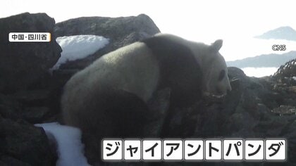 富士山よりも高い場所でジャイアントパンダを撮影　標高4120メートルのユキヒョウの生息地に現れる　中国・四川省