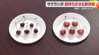 収穫から67日後も“採れたて”　新技術でサクランボの保存期間延長　ガスが実現する新たな可能性【山形発】