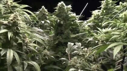 トランプ氏が大麻規制“緩和”の大統領令に署名…医療目的で娯楽用認めない姿勢強調　現在はヘロインと並ぶ最も危険性高い薬物に分類