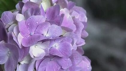 “涼”を誘う滝の音と流れ落ちるしぶきに彩り…花と渓流の里・津山市の小滝でアジサイが咲き始める【岡山】