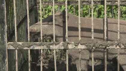 致死率最大30％「SFTSウイルス」 富山県の野生イノシシ調査で石川県境に陽性反応集中が判明　ウイルス持つマダニは「県内全域に生息の可能性」