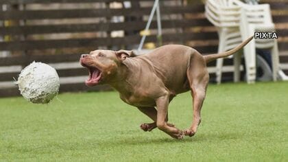 80歳男性に“最強の闘犬”ピットブル散歩させる…高校生が噛まれ大ケガ