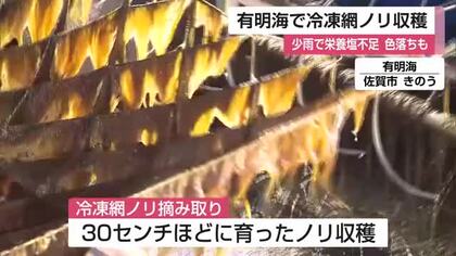 有明海全域で「色落ち」懸念…冷凍網ノリ摘み取り始まる 海の栄養塩不足・赤潮発生の影響【佐賀県】