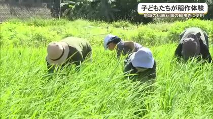 南城市で子どもたちが稲作体験　地域の綱曳きに使用