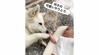 「何その可愛いやりとり」大型犬と赤ちゃんの不思議な“意思疎通”が愛おしい…普段の様子を母親に聞いた