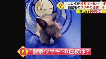 【警察署職員にウサギ就任】パーシー巡査　任務は“職員のストレス軽減”　署内で“かくれんぼ”楽しむ姿も　米・カリフォルニア